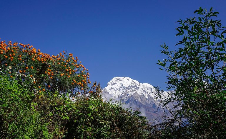 Snow Peak Of Annapurna Mountains With Blooming Flowers. View Fro